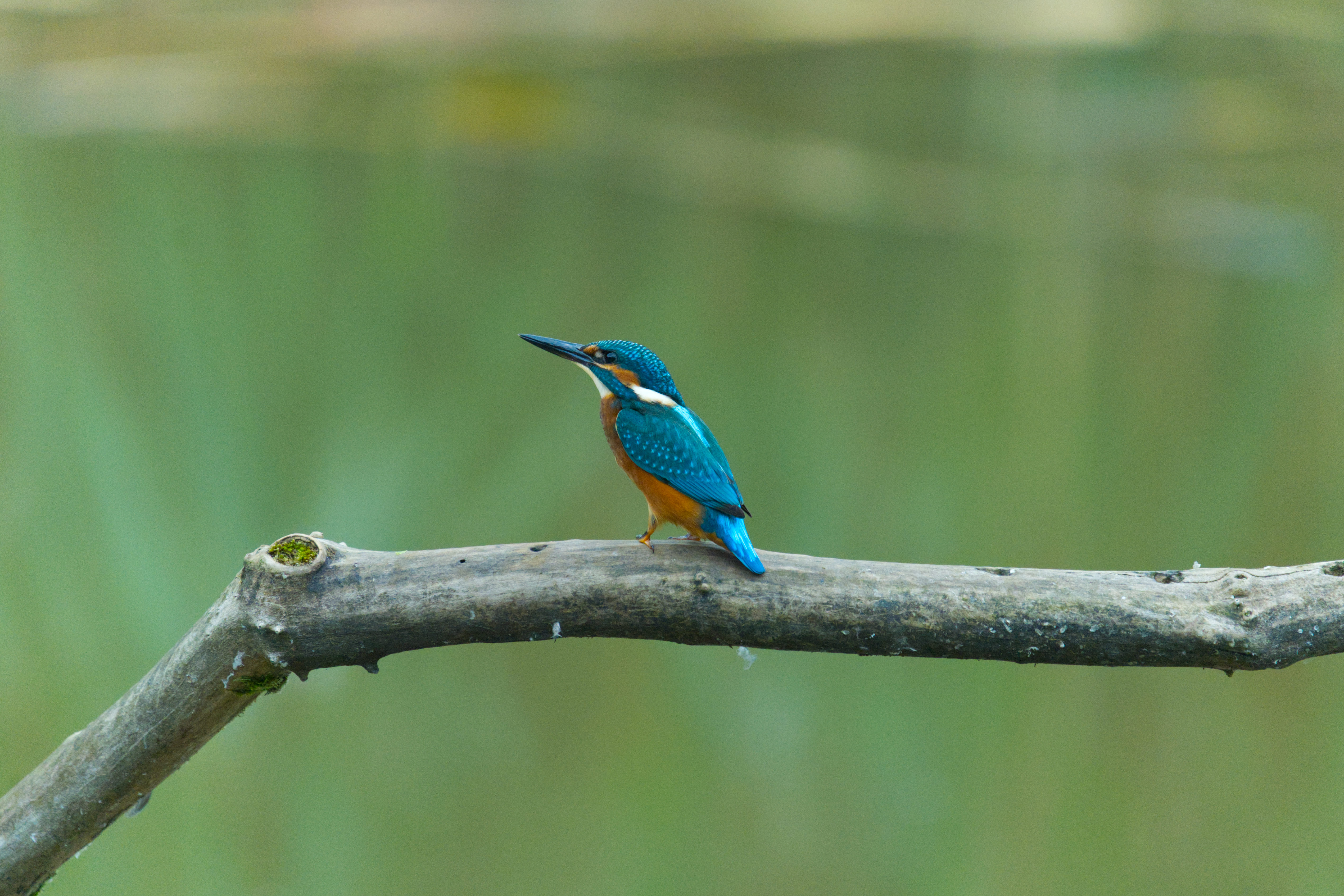 Eisvogel1