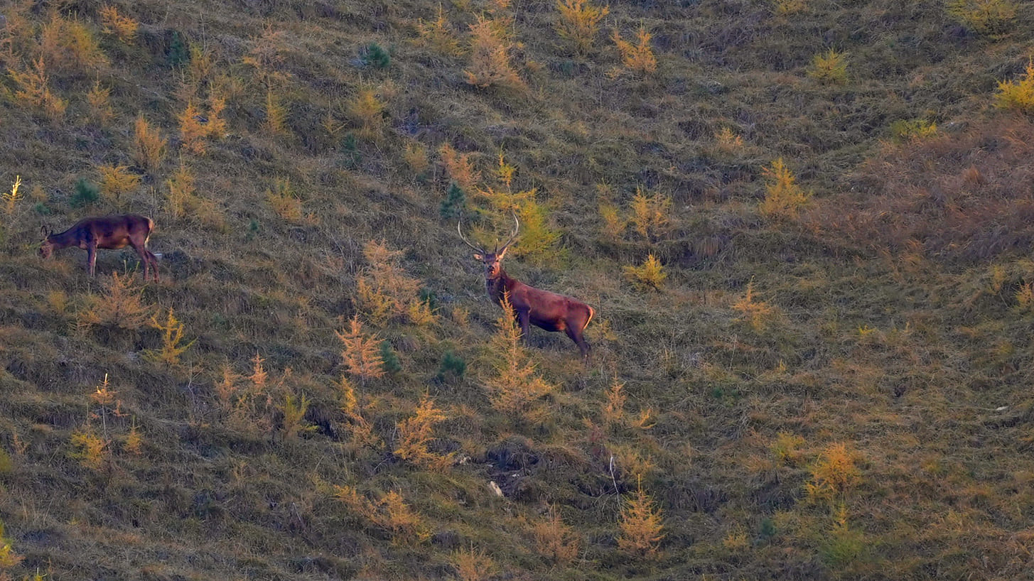 Hirsch