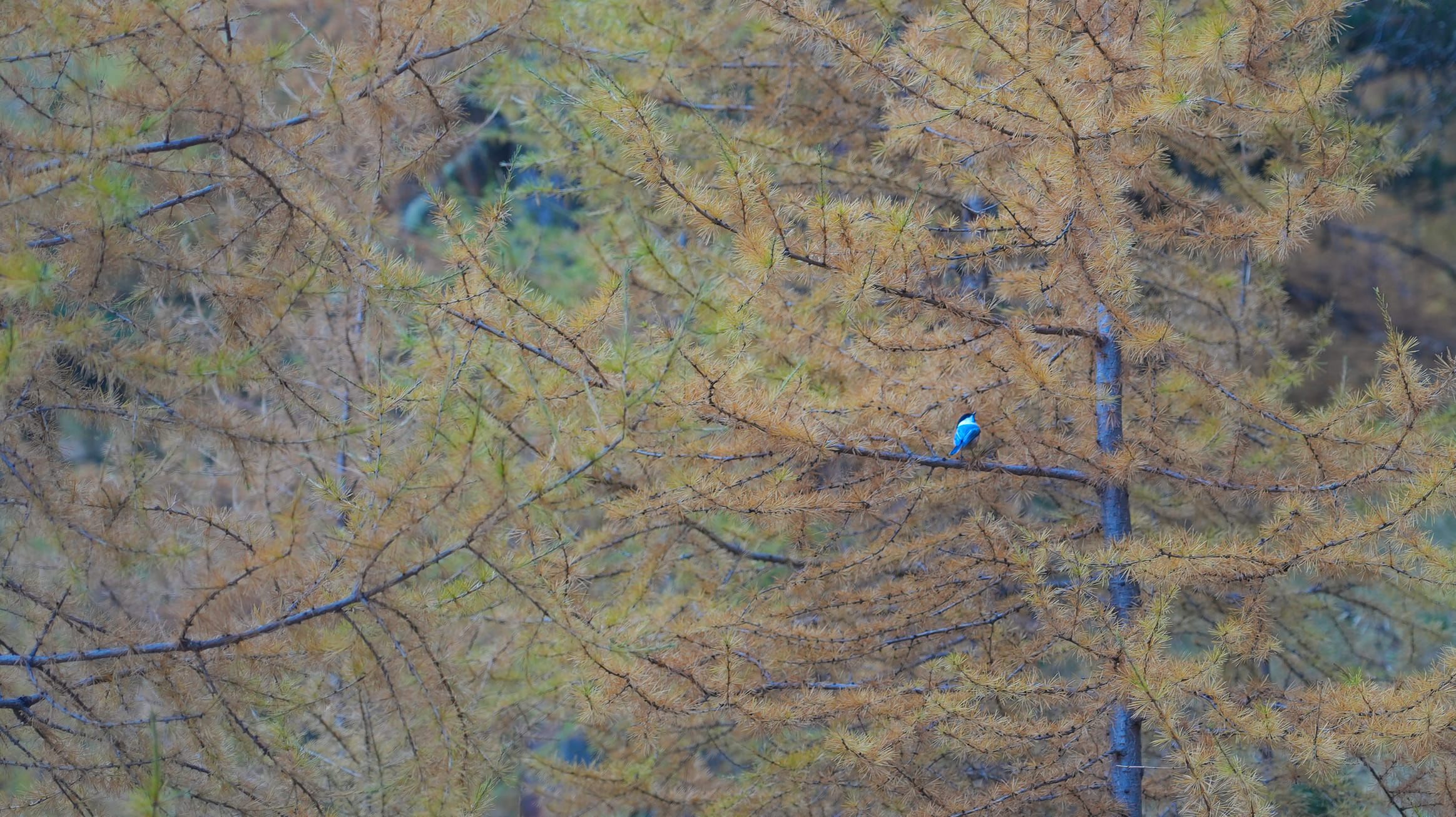 Lerchenvogel
